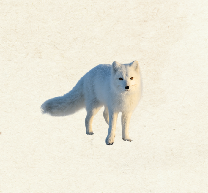 Arctic Fox